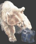 (image for) Kodiak